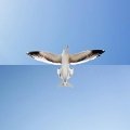 ComboPhoto by Stephen McMennamy