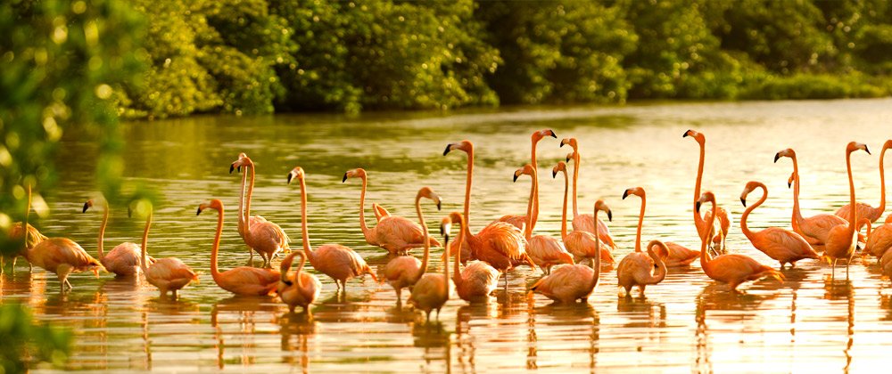 Richard Bransons Privat Island x Neckar Island 31