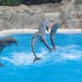 Amazing Footage of a Dolphin Cove