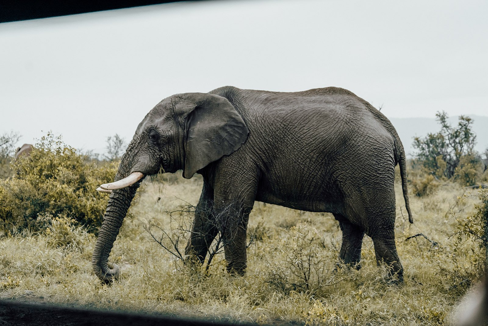 mercedes-maybach-g650-landaulet-elephant