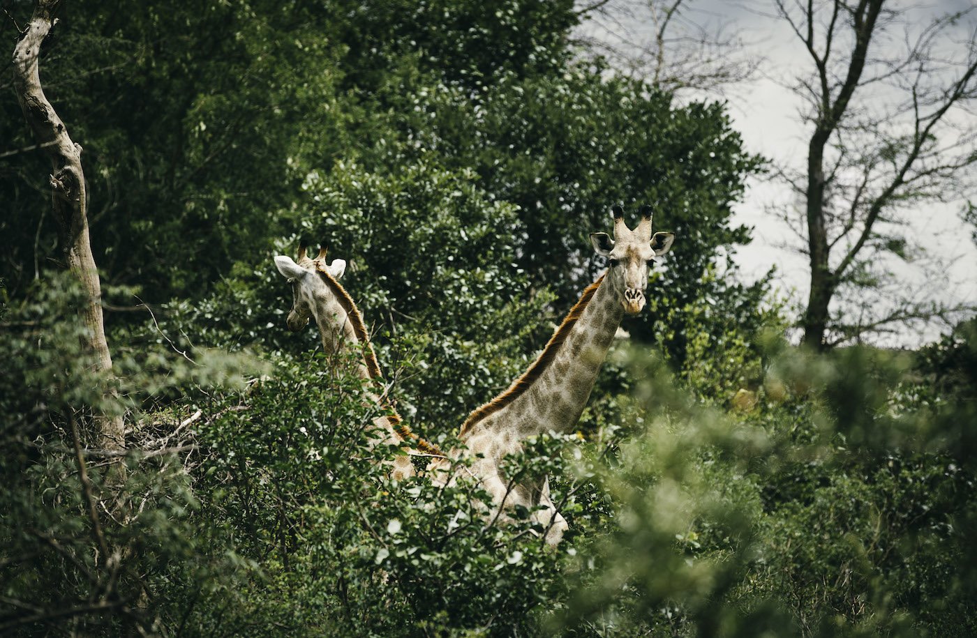 Kolonialer Charme: Im Royal Livingstone Resort Zambia bei den legendären Victoria Fällen 14