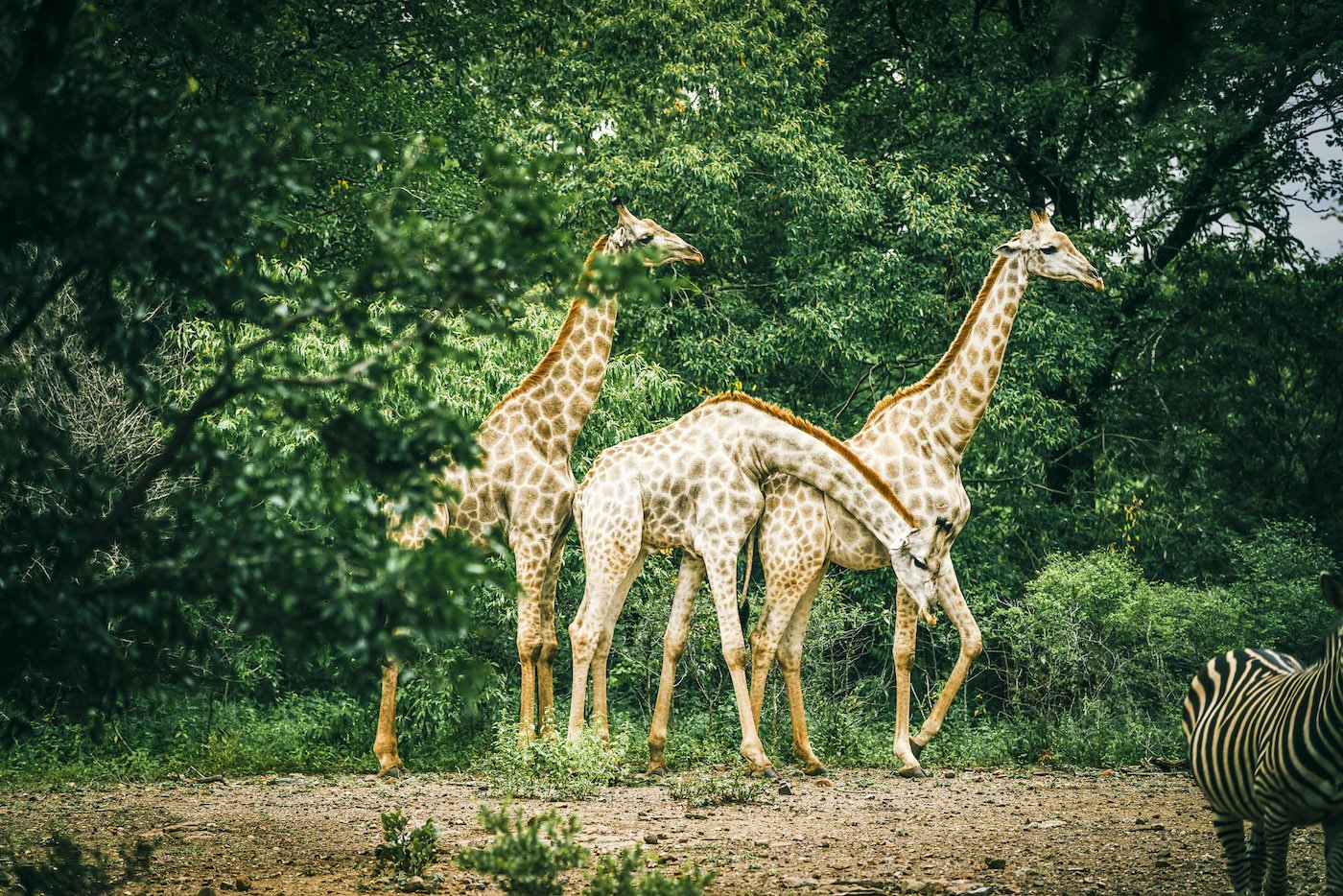 Kolonialer Charme: Im Royal Livingstone Resort Zambia bei den legendären Victoria Fällen 16