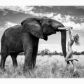 12 Natural Wonders in Afrika von Paul Giggle